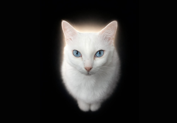 Angel