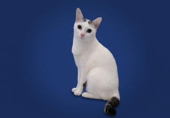 Tara
