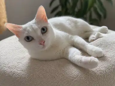 Angel, a white cat with blue eyes, lying on a cream blanket with her front paws stretched towards the camera.