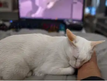 Mimi sleeping with her head resting against a person’s hand beside a laptop.