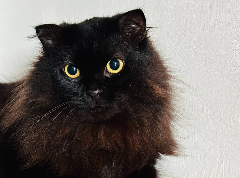 Felix, a black long-haired cat rescued by CatsHope and lovingly adopted by Ben