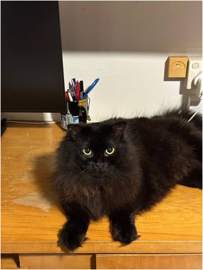 Portrait of Felix, a black long-haired rescue cat with golden eyes