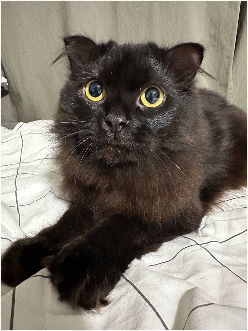 Portrait of Felix, a black long-haired
