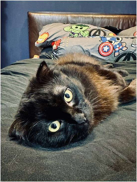 Felix relaxing comfortably in the home he shared with Ben