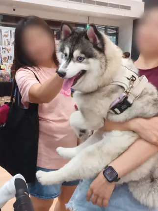 A fluffy blue-eyed dog meets visitors at Pawtection Day.
