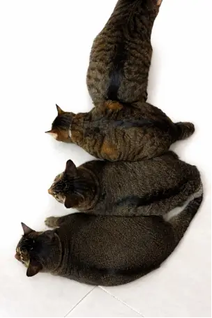 Cougar, Simba, Rockie and their mother Tamara arranged from bottom to top.