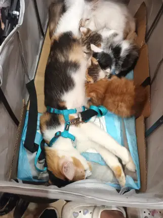Cats resting together in a pet stroller at Pawtection Day.