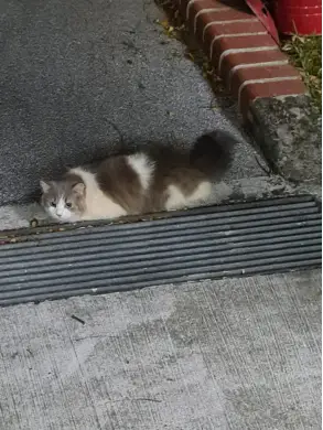 Cherry sitting beside the drain on the lift landing where she and Chester sheltered.
