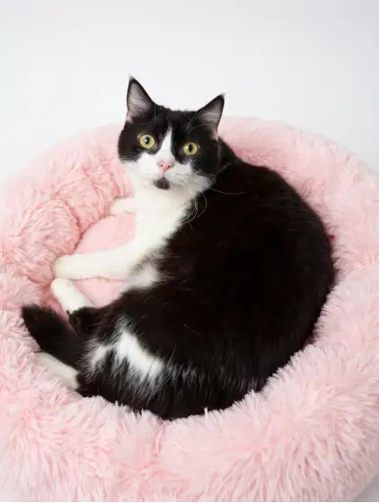 Chester, a black-and-white tuxedo cat with a small black goatee, resting on a pink bed and looking toward the camera.