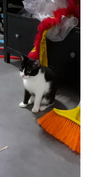Young black-and-white Chester sitting beneath a cupboard on the lift landing, with a red-and-gold lion-dance costume behind him.