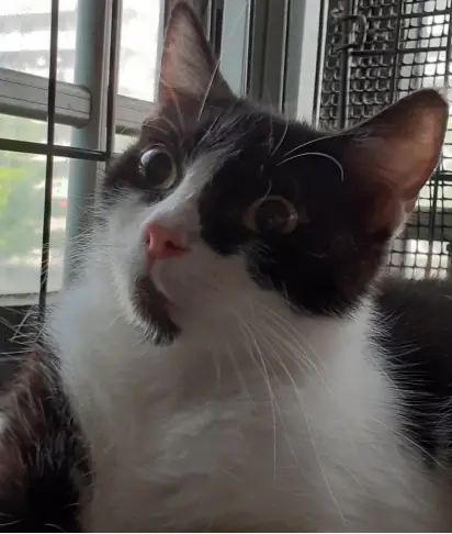 Chester, a black-and-white tuxedo cat with a small black goatee, sitting beside a window and looking outside.