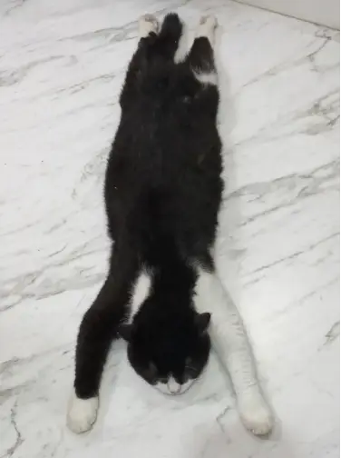 Chester, a black-and-white tuxedo cat, lying fully stretched out with his front paws forward and hind legs behind him.