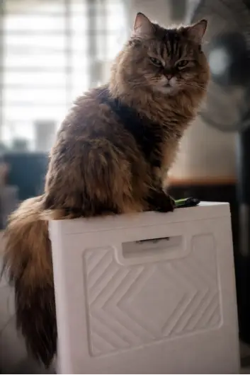 Goldie sitting upright on a white appliance, with her long, full coat and bushy tail visible.