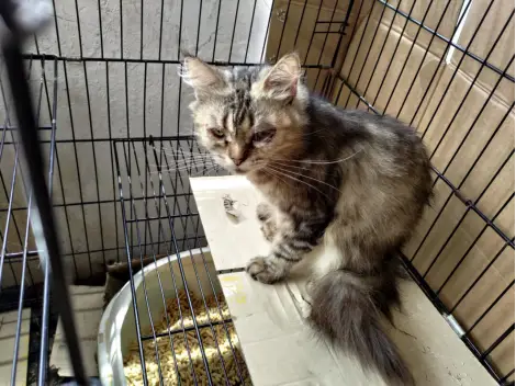 Goldie sitting inside a wire enclosure beside a metal food bowl, looking towards the camera.