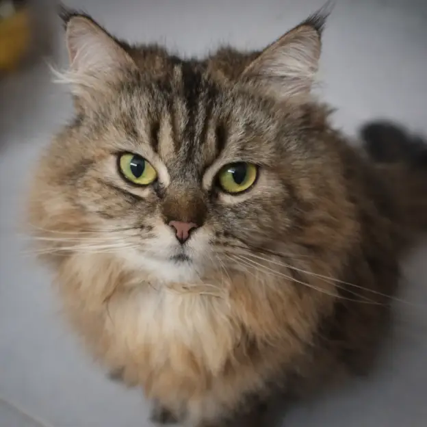 Close-up of Goldie’s face, showing her green eyes, tabby markings and full brown ruff.