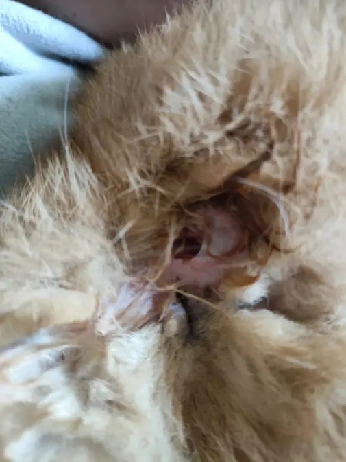 Close-up of Kimi’s ruptured anal sac.
