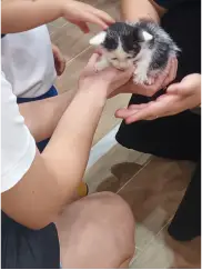 A cat receiving affectionate attention at Pawtection Day.