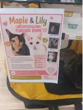 An adoption display introducing Maple and Lily.