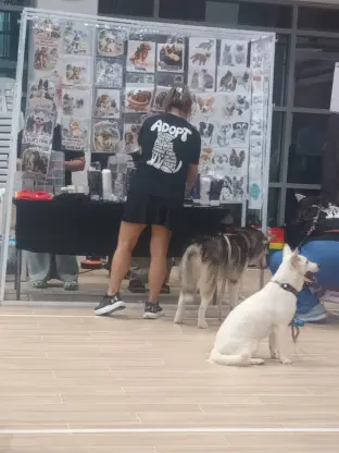 A white dog and a Malamute beside the Paws for Cause stall.