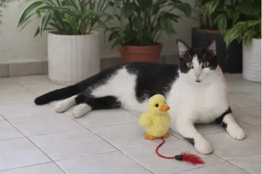 Black-and-white cat Romeo resting on a tiled floor beside a yellow toy duck, with potted plants behind him
