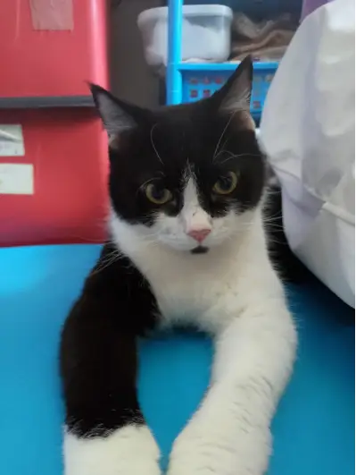 Chester, a black-and-white tuxedo cat with a small black goatee, resting on a pink bed and looking toward the camera.