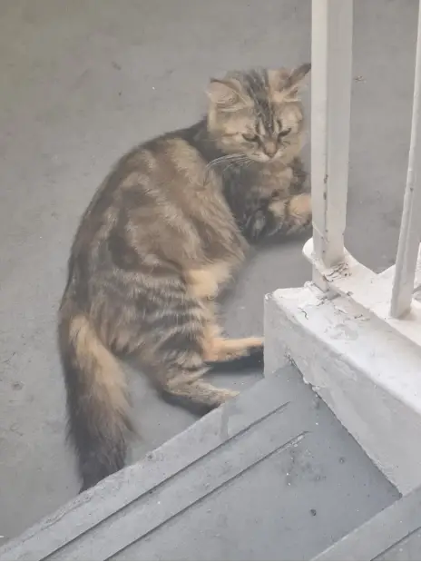 Goldie, a long-haired tabby cat, sitting on a concrete step beside a wall.