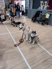 Dogs and their owners gathered in the hall at Pawtection Day.