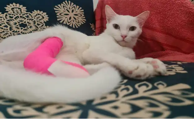 Angel, a white cat, resting on a blue chair with white snowflake patterns, with a bright pink bandage around one hind leg.