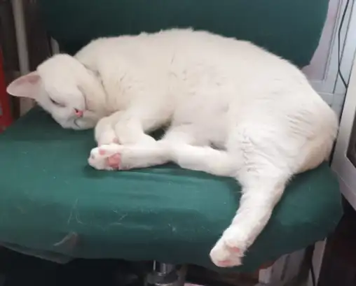 Angel, a white cat, curled up on a green office chair.