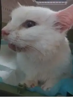 A close-up of Angel, a white cat, in a carrier during her illness.