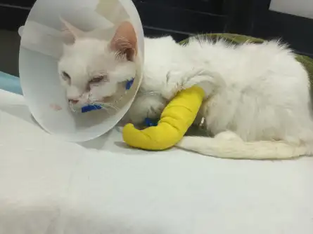Angel receiving hospital care, wearing a protective collar with a yellow bandage around one foreleg.