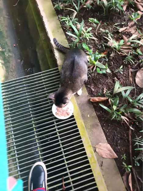 Buddy eating beside planting and a drainage grate in Tiong Bahru Park.