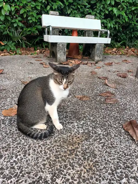 Buddy sitting on a paved path beside a bench in Tiong Bahru Park.