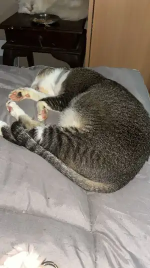 Buddy curled up on a bed during his foster stay.