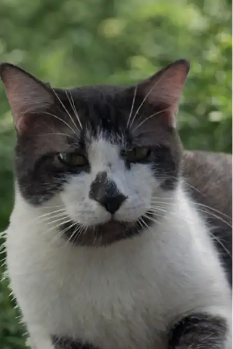Close-up of Scottie’s smoky grey-and-white face, distinctive dark nose patch and long white whiskers against a green background.