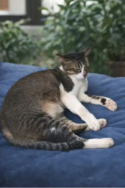 Buddy sitting in a round red-and-gold festive tray on a marble-patterned floor.