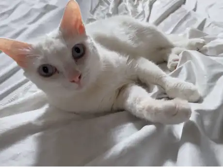 Angel lying on white bedding, looking towards the camera with her front paws stretched forward.
