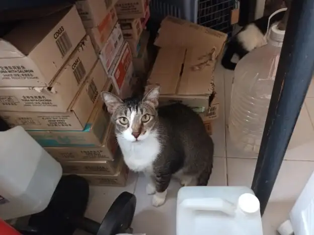 Buddy looking up at the camera beneath a table, surrounded by cartons and supplies.
