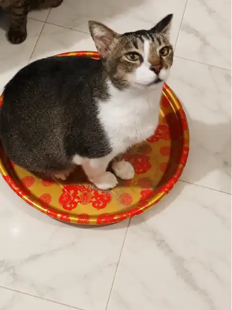 Buddy sitting in a round red-and-gold festive tray on a marble-patterned floor.
