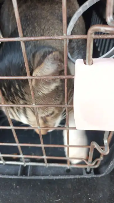 Buddy inside a pet carrier, seen through its metal door.