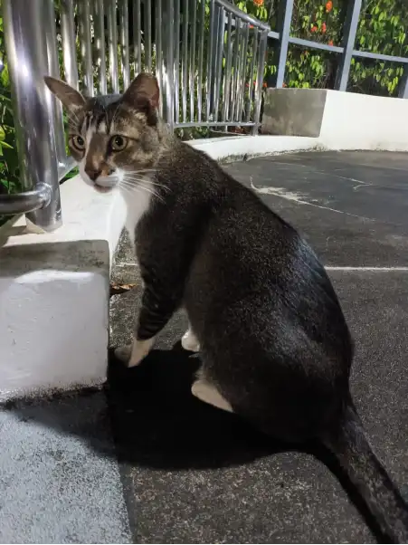 Buddy sitting beside a railing in Tiong Bahru Park.