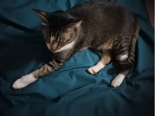 Buddy lying on a blue bedspread at CatsHope.