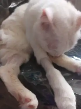 Angel looking down while resting on a dark surface, with shaved patches visible on her front legs.