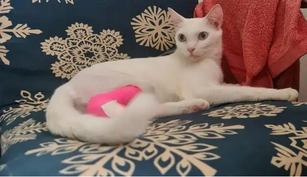 Angel stretched out on a blue patterned chair, with a pink bandage on her hind leg and her tail curled around her.