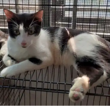 Black-and-white Romeo reclines inside a wire enclosure, facing the camera with one hind paw stretched forward.