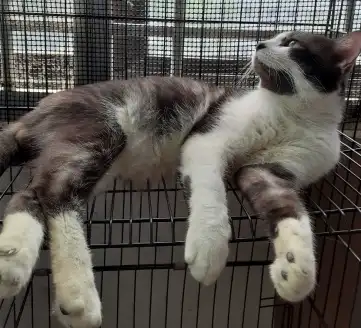Black-and-white Scottie resting inside a wire enclosure, with a distinctive dark marking over his nose.