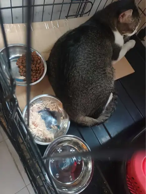 Buddy resting in his enclosure beside bowls of food and water.