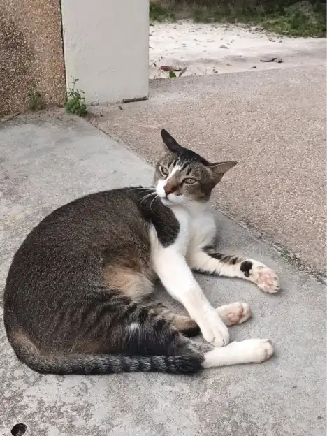 Buddy lying on outdoor paving in daylight.