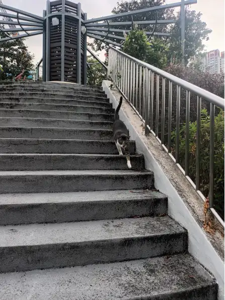Buddy standing on outdoor steps in Tiong Bahru Park.