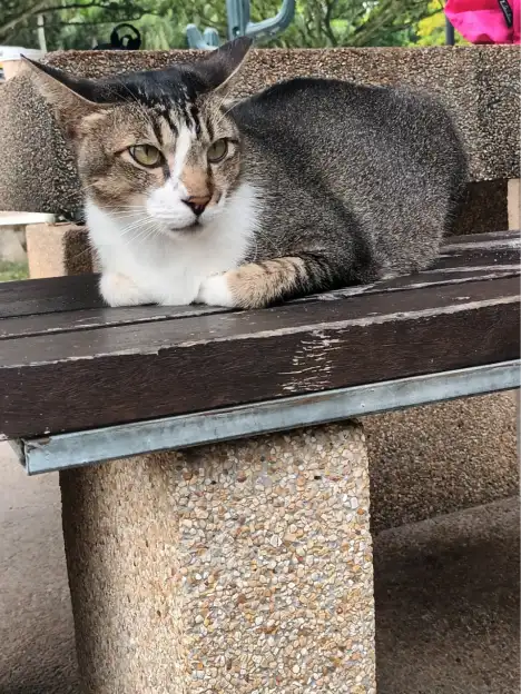 Buddy resting beside a park bench.